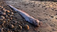 ‘Doomsday Fish’ Washes Ashore in Southern California in the Third Spotting of the Year, Rare Oarfish Sighting Leaves Scientists Fascinated (See Pics)