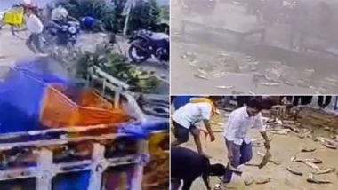 Siddharthnagar: Tempo Carrying Fish Loses Control, Crashes Into Wall in Uttar Pradesh, Villagers Get Looting; Video Goes Viral