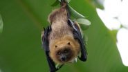 California: Teacher Dies of Rabies After Being Bitten by Bat in Classroom at School in Dos Palos