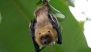 US: 2 Men Die From Rare Fungal Infection After Using Bat Poop As Cannabis Fertiliser in New York