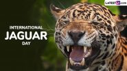 International Jaguar Day 2024 Date and Significance: Everything To Know About the Day That Raises Awareness About the Conservation and Protection of Jaguars