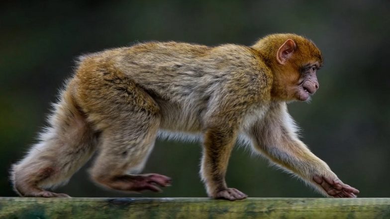 Heartwarming Rescue: Man Saves Monkey's Life by Performing CPR on Unconscious Animal, Viral Video Surfaces