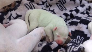 US: American Pit Bull Gives Birth to Green Puppy in Mississippi, Pet Parents Name Dog Fiona After Shrek Movie; Viral Video Surfaces