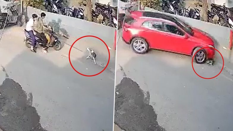 Pune Shocker: Speeding Car Runs Over Dog Near Purnima Towers in Swargate, Canine Collapses and Dies; Disturbing Video Surfaces