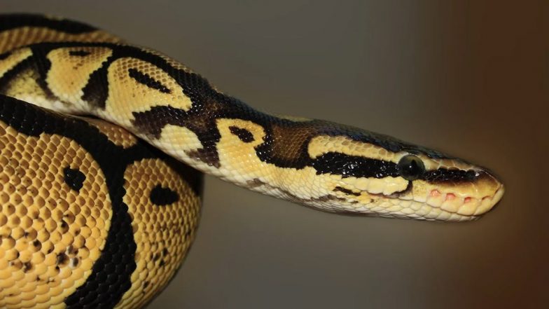 Flying Snake Spotted in Ranchi: Video of Rare ‘Takshak Nag’ Crawling Over Wall Goes Viral