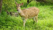 'Chital' Death in Bihar: Spotted Deer Dies Due to Heart Attack in Banka District