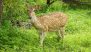 'Chital' Death in Bihar: Spotted Deer Dies Due to Heart Attack in Banka District