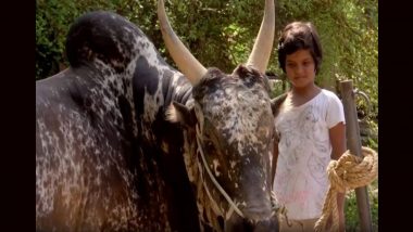 Jallikattu 2025: Class 5 Girl Trains Bull for Upcoming Jallikattu Event in Tamil Nadu’s Madurai