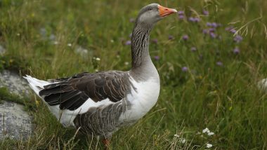 Chicago Students Discover New Molecule with Potential in Goose Poo