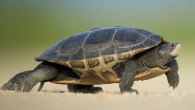 3 Die, Over 30 Hospitalised After Eating Turtle in Philippines