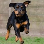 Dog Attack in US: 5-Year-Old Girl Mauled to Death by Family’s Pet Rottweilers in California (Watch Video)