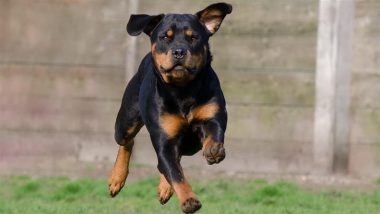 Dog Attack in US: 5-Year-Old Girl Mauled to Death by Family’s Pet Rottweilers in California (Watch Video)