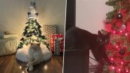 Cats vs Christmas Trees Funny Memes and Jokes: From Attack & Demolition of Xmas Tree to ‘Sudden Nap’ Under It, Hilarious Posts for the Fur-Tastic Festivities