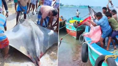 ‘Elephant Ear Fish’ Weighing 350 kg Caught by Fishermen in Ramanathapuram’s Mannar Bay (Watch Video)