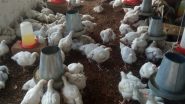 Bird Flu Outbreak in Us: Experts Sound Global Pandemic Risk Alert After H5N1 Virus Shows Potential for Human-to-Human Transmission