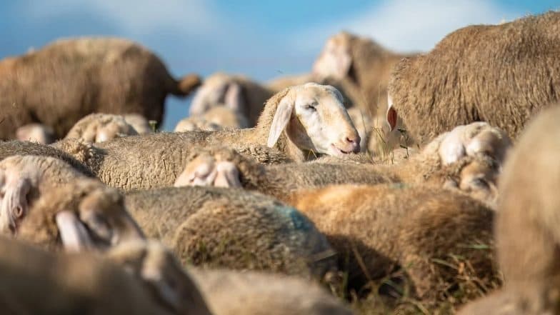 Andhra Pradesh: 150 Sheep Dead As Private Bus Rams Into Herd in Palnadu, Investigation Underway (Watch Video)