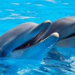 US: Over a Third of Dolphins Test Positive for Fentanyl in Gulf of Mexico, Says Report