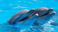 US: Over a Third of Dolphins Test Positive for Fentanyl in Gulf of Mexico, Says Report