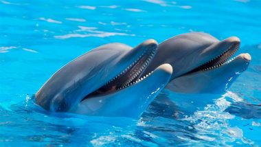 US: Over a Third of Dolphins Test Positive for Fentanyl in Gulf of Mexico, Says Report