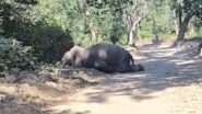 Uttarakhand: Elephant Dies of Suspected Exhaustion After Being Chased by Tiger for 3 Days in Jim Corbett National Park (Watch Video)