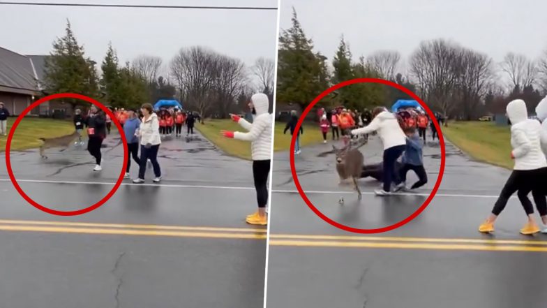 US: 3 Injured As 4 Deer Charge Through Crowd at Watertown Turkey Day Run in New York (Watch Video)