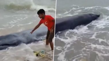 Blue Whale Calf Carcass Washes Ashore Near Pamban Bridge in Tamil Nadu’s Rameswaram (Watch Video)