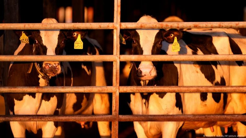 Bird Flu in US Livestock: The Risk to Humans
