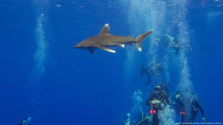 Egypt: Italian Man Killed in Red Sea Shark Attack | 📰 LatestLY