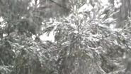 Snowfall in Shimla: Himachal Pradesh Capital Turns Into Winter Wonderland After Mild Snow, Bringing Cheer With Promise of White Christmas (Watch Video)