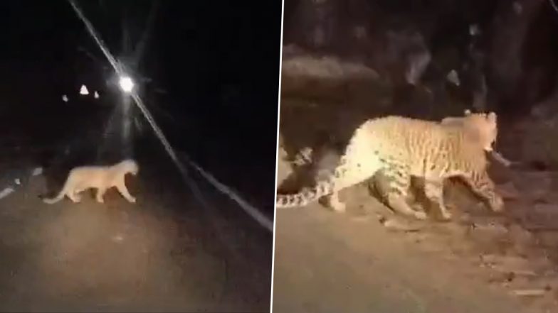 Leopard Spotted in Telangana: Motorists Panic as Big Cat Crosses Road in Nirmal District (Watch Video)