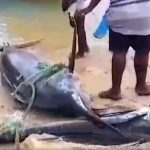 Swordfish Weighing 400 Kg Caught in Mannar Sea by Pamban Fishermen, Sold for INR 56,000 to Kerala Merchant (Watch Video)