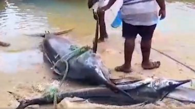 Swordfish Weighing 400 kg Caught in Mannar Sea by Pamban Fishermen, Sold for INR 56,000 to Kerala Merchant (Watch Video)