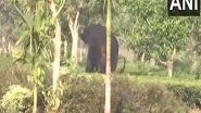 India News | Siliguri: Elephant Enters Residential Area, Causes Extensive Damage to Crops
