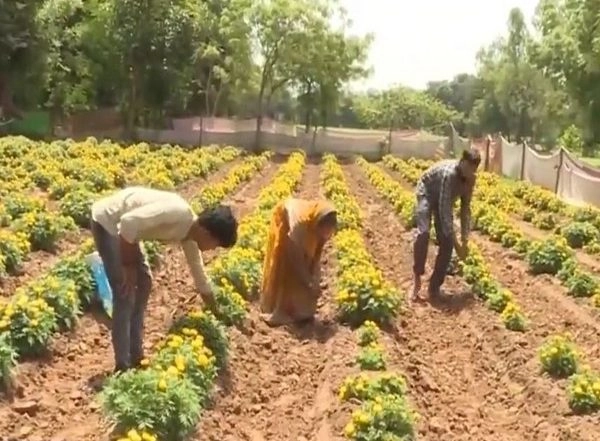India News | Gujarat: Over 20 Lakh Farmers Pioneering 'Nano Revolution' with Nano Fertilizers