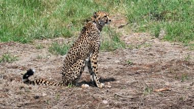 India News | MP CM Yadav Extends Greetings on International Cheetah Day