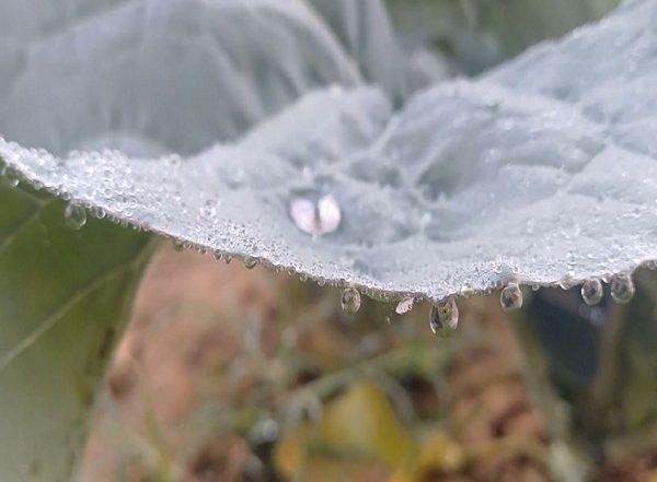 India News | Odisha's Mayurbhanj Shivers as Temp Drops to 3 Degrees Celsius