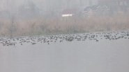 India News | J-K: Hokersar Wetland in Srinagar Becomes Sanctuary for Migratory Birds, Boosts Conservation Efforts and Local Tourism