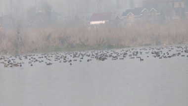 India News | J-K: Hokersar Wetland in Srinagar Becomes Sanctuary for Migratory Birds, Boosts Conservation Efforts and Local Tourism