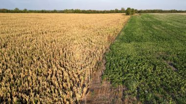 World News | Punjab Cotton Growers Raise Concerns over Falling Prices Amid Declining Production