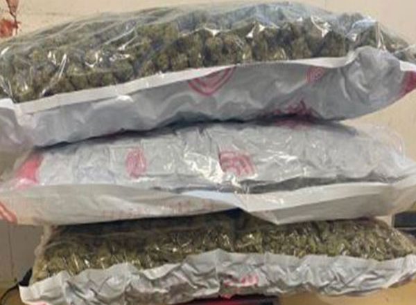 India News | Customs Seizes Marijuana Worth over Rs 11 Crore at Mumbai Airport, 1 Held