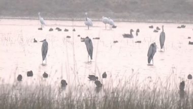 India News | Tourists Flock Nal Sarovar to Witness Migratory Birds