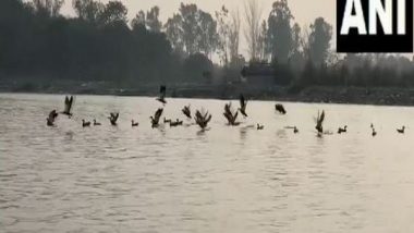 India News | Uttar Pradesh: Siberian Birds Flock to Brajghat, Garh Ganga