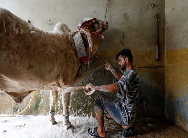 World News | Pakistan: Cattle Traders Block Roads in Bannu After Police Allegedly Kill Trader