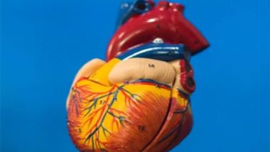 Health News | Artificial Heart Patients Can Regenerate Heart Muscles: Study