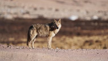 India News | GEER Foundation Study Shows Wolves Inhabit 2,217.66 Square Kilometres Across 13 Districts in Gujarat