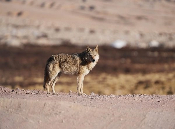 India News | GEER Foundation Study Shows Wolves Inhabit 2,217.66 Square Kilometres Across 13 Districts in Gujarat