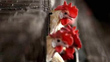 Bird Flu Virus Likely Mutated Within Louisiana Patient, Says US Centres for Disease Control and Prevention