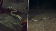 Massive 17-Foot-Long Burmese Python Spotted at Assam University Campus in Silchar, Snake Weighing Approximately 100kgs Rescued From AUS (Watch Viral Video)