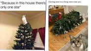 Cats vs Christmas Trees Funny Meme Templates and Viral Videos: Hilarious Images, Instagram Reels and ROFL Memes That Sum Up the Endless Struggle of Meowy Catmess