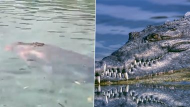 Crocodile Surfaces From Water With Body of Woman in Its Jaws, an Hour After Mauling Her to Death in Indonesia, Graphic Video Goes Viral (Watch)